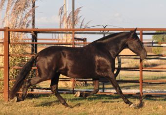 Andalusian 7 yr incredible mover